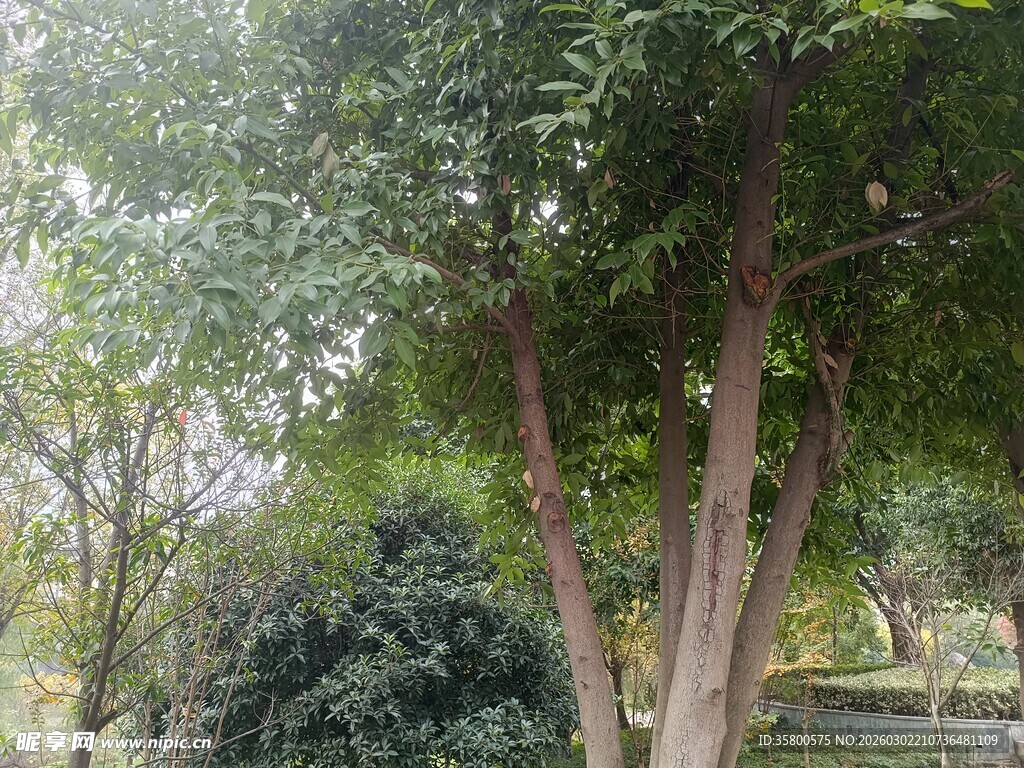 公园内葱郁树木景观