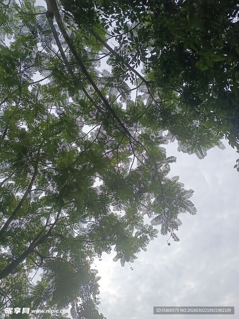 仰视繁茂绿树与天空