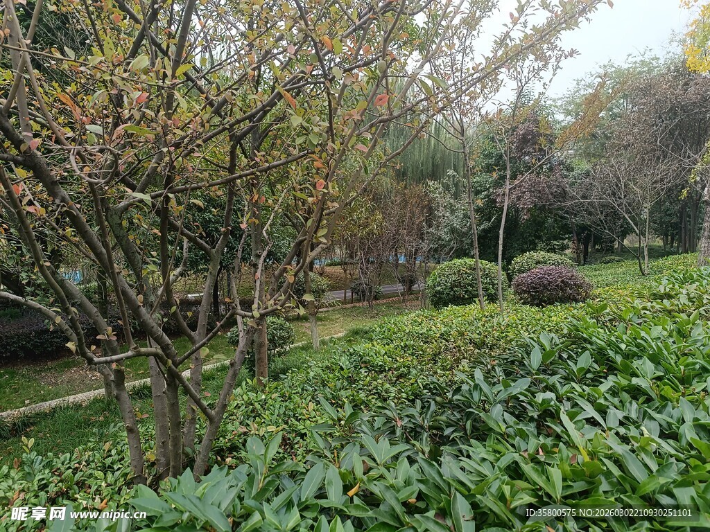 园林绿植景观图