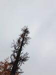 枯树立于灰白天空下