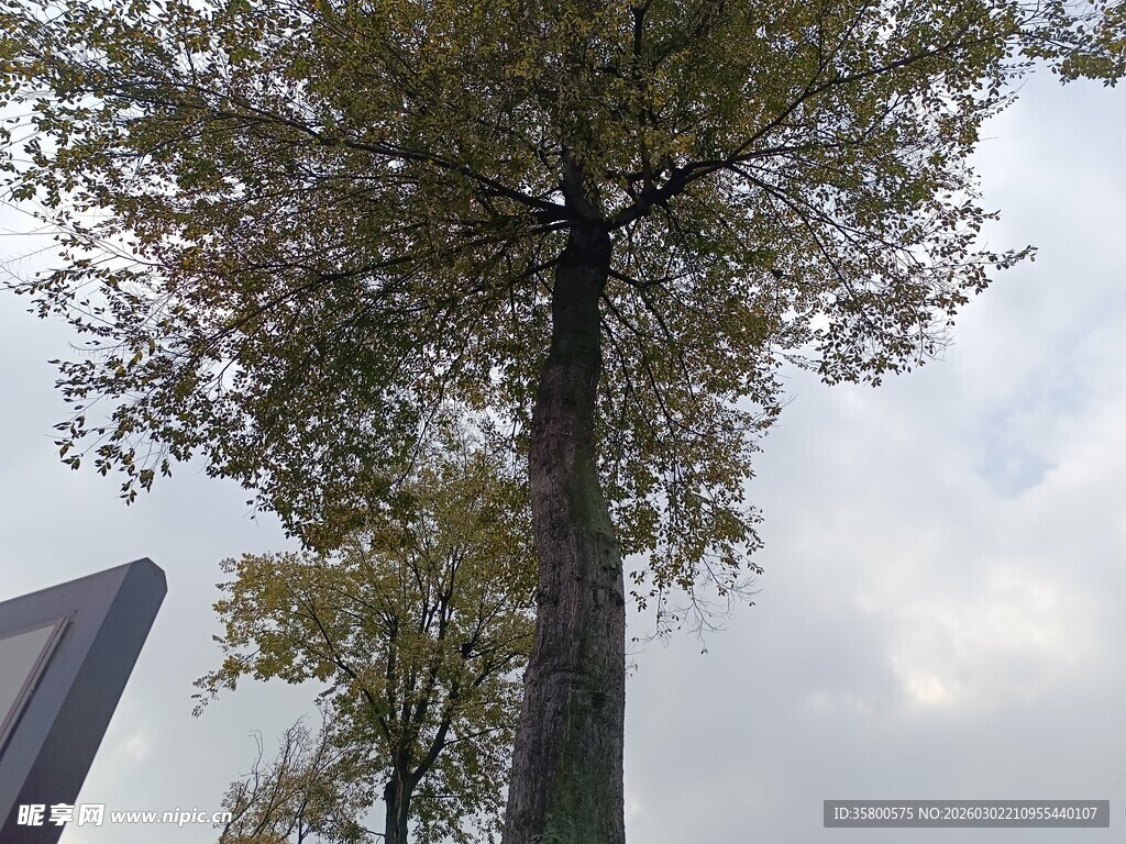 仰视高大树木与天空