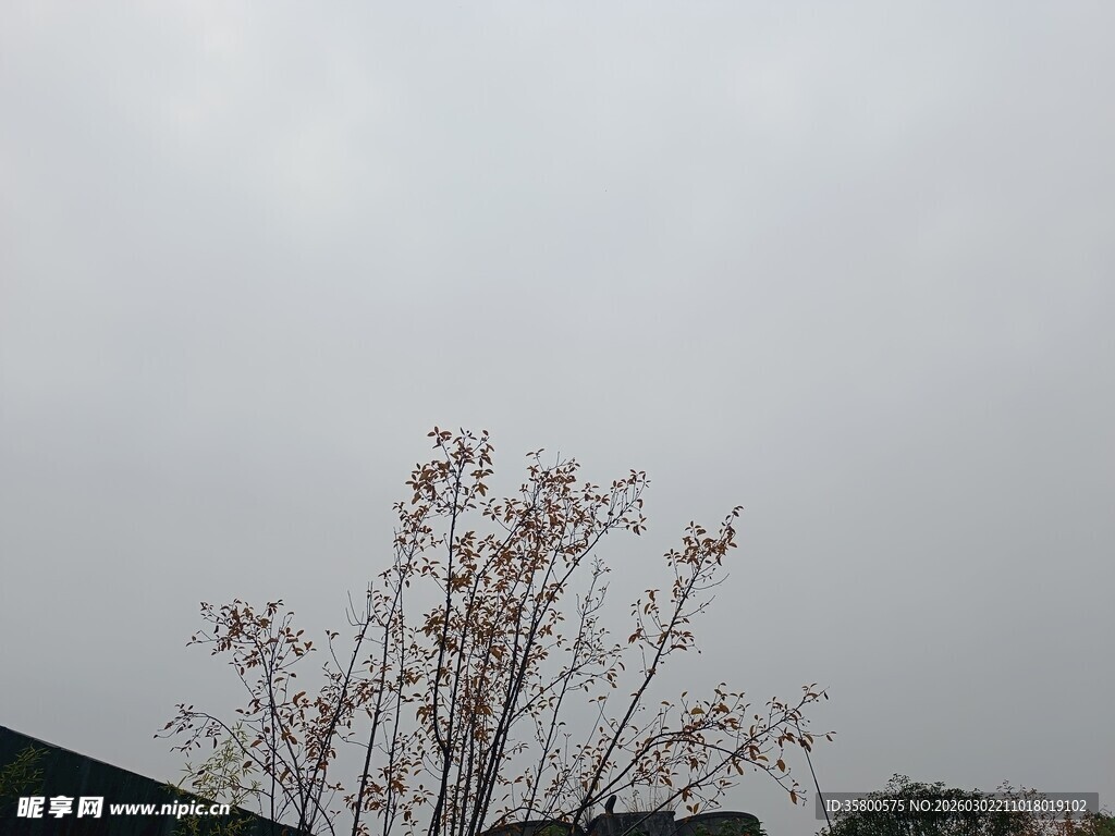 阴天里的稀疏树木