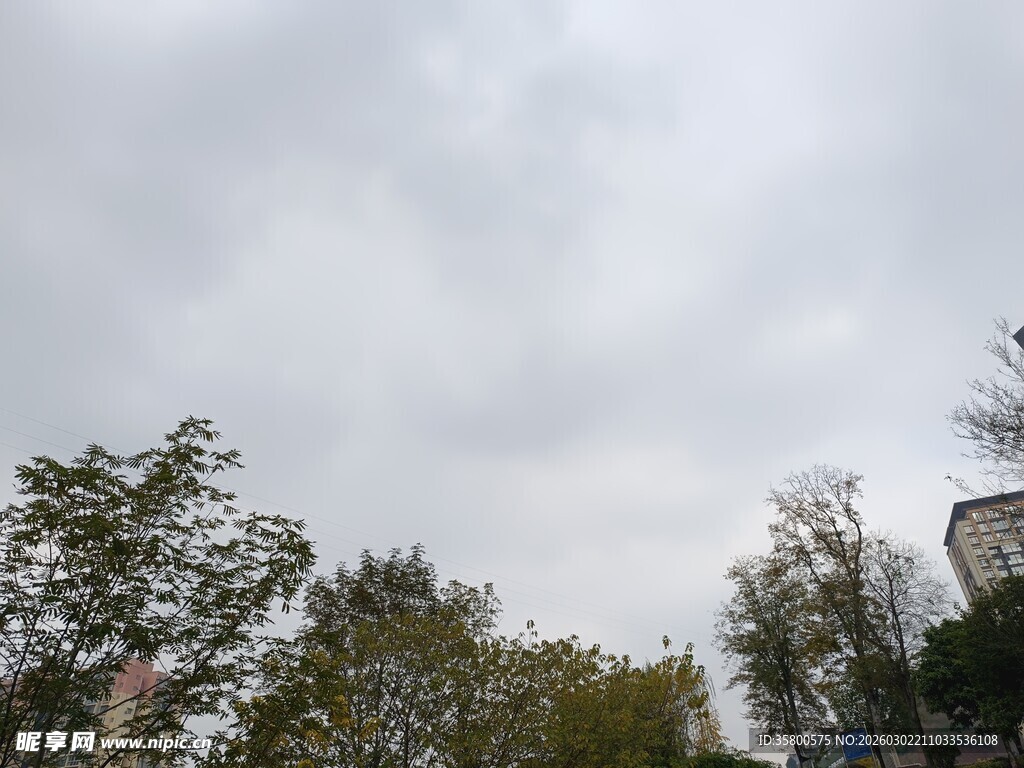 阴天中的树木景观