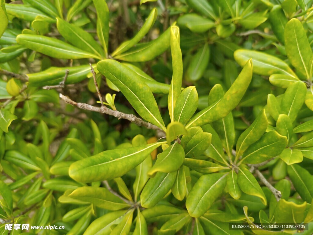 翠绿繁茂的枝叶植物