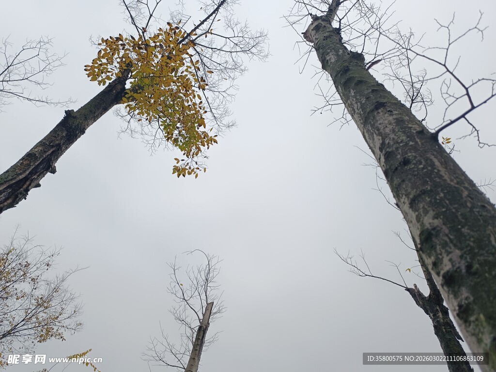 仰望秋日林间高树