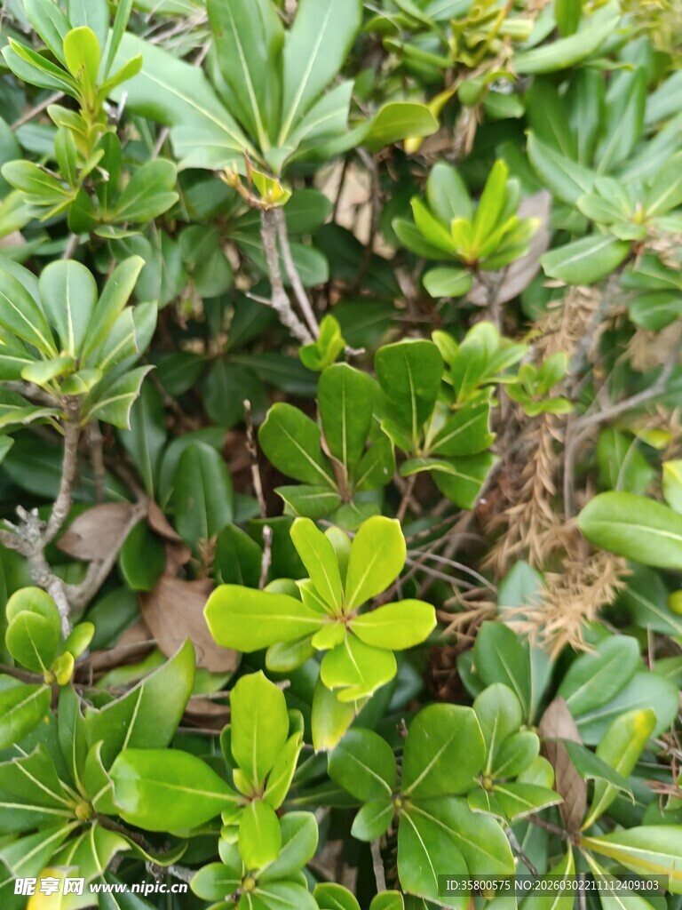 绿叶植物特写