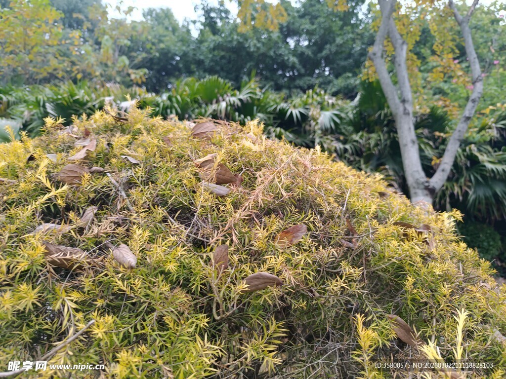 茂密多彩灌木丛景观