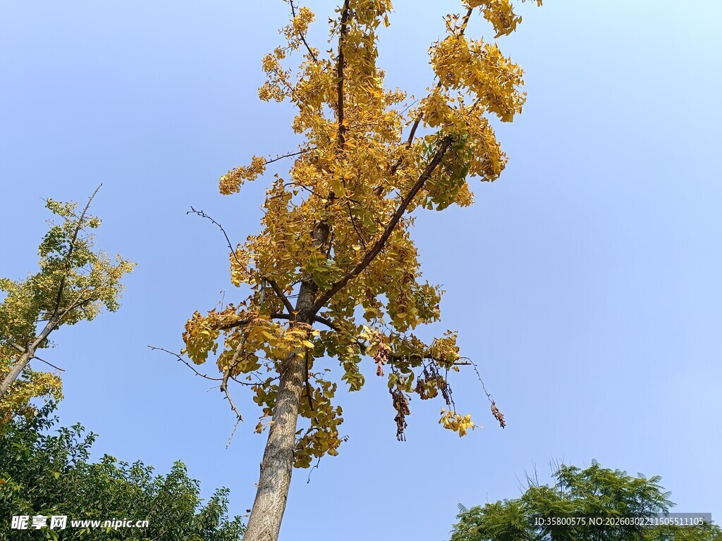 秋日金黄树冠映蓝天