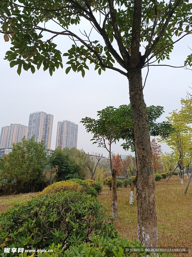 城市公园中的绿树与建筑