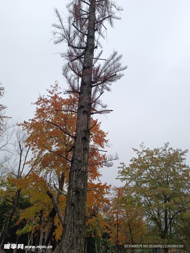 枯树旁多彩秋叶景观