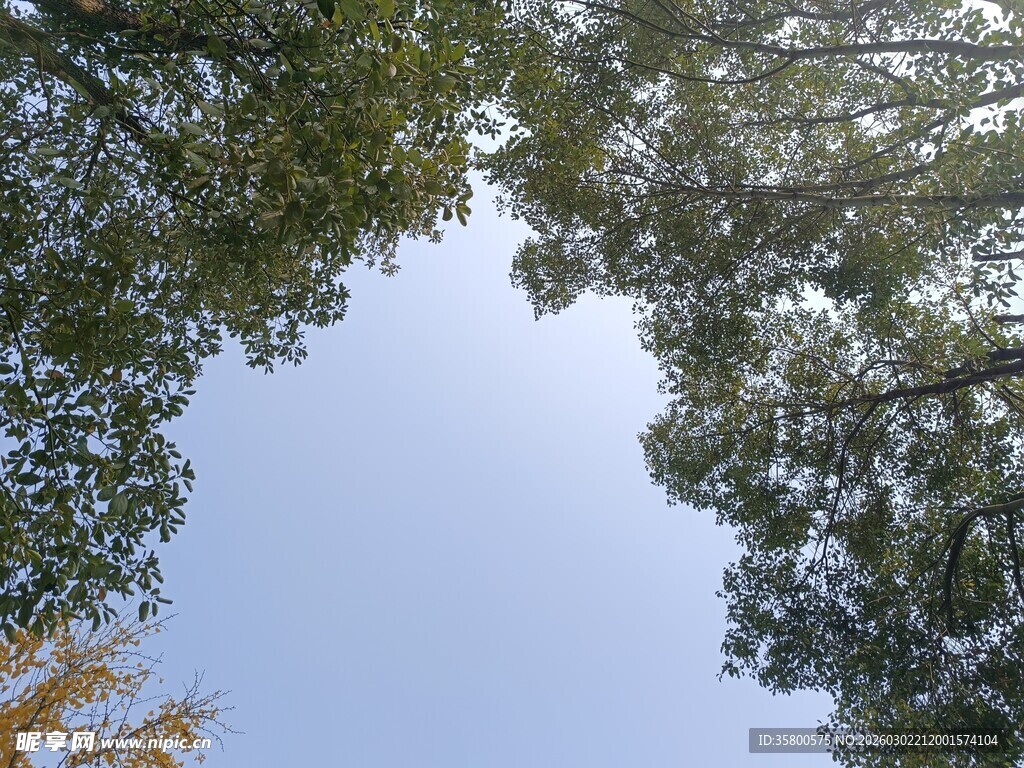 仰望林间天空