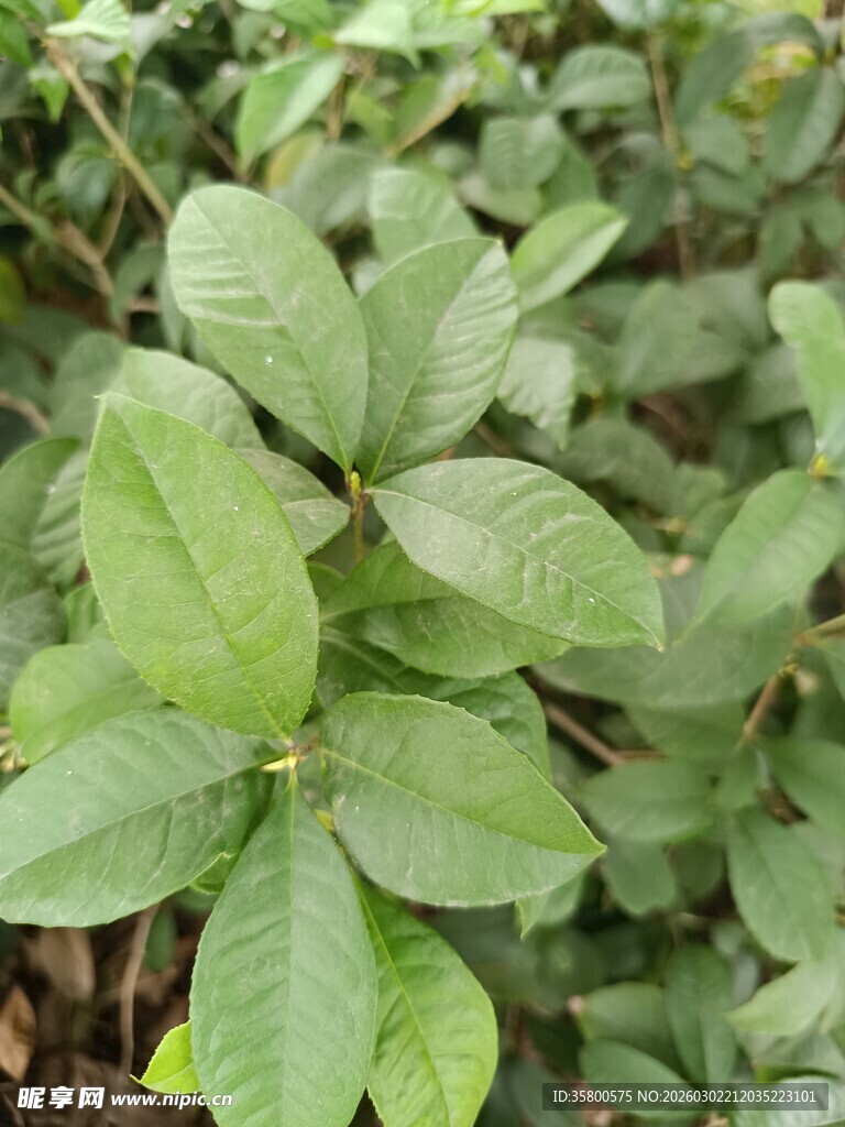 翠绿植物叶片特写