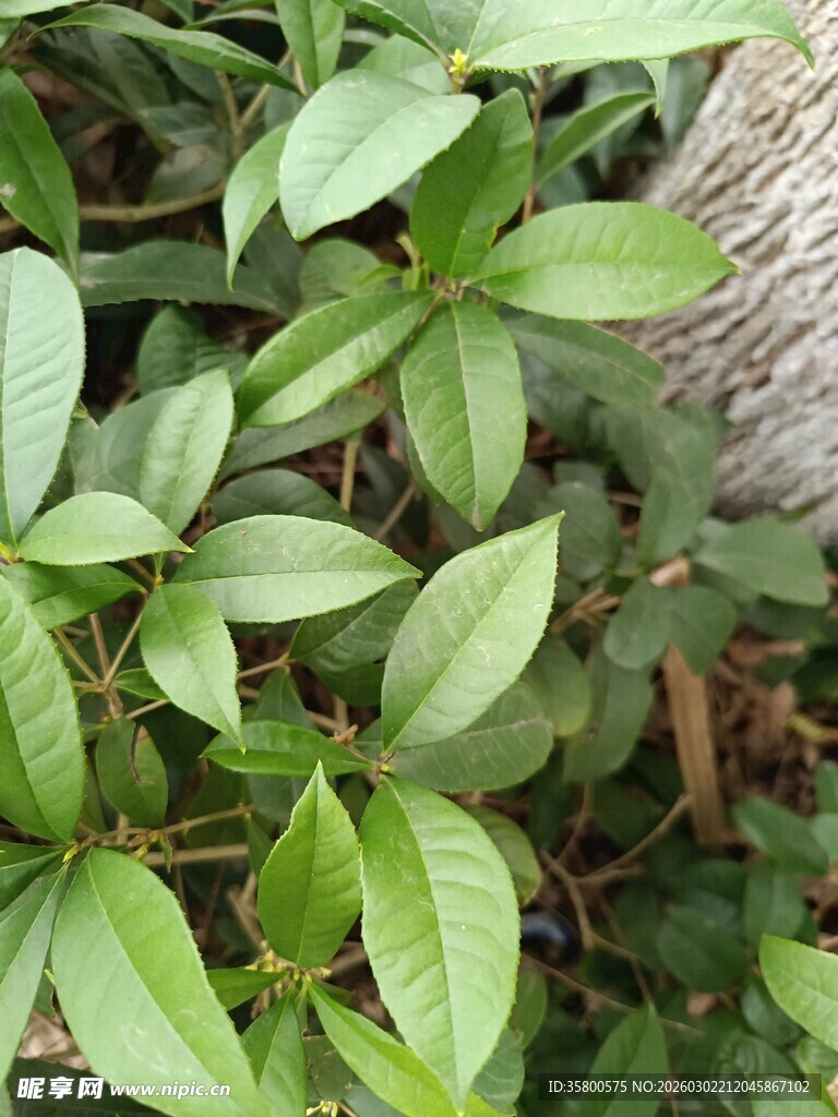 翠绿叶片植物特写