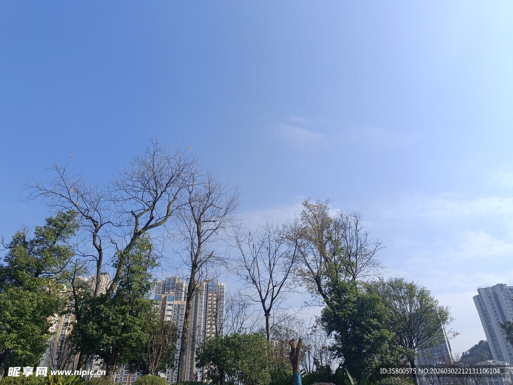 城市中的树木与蓝天景观