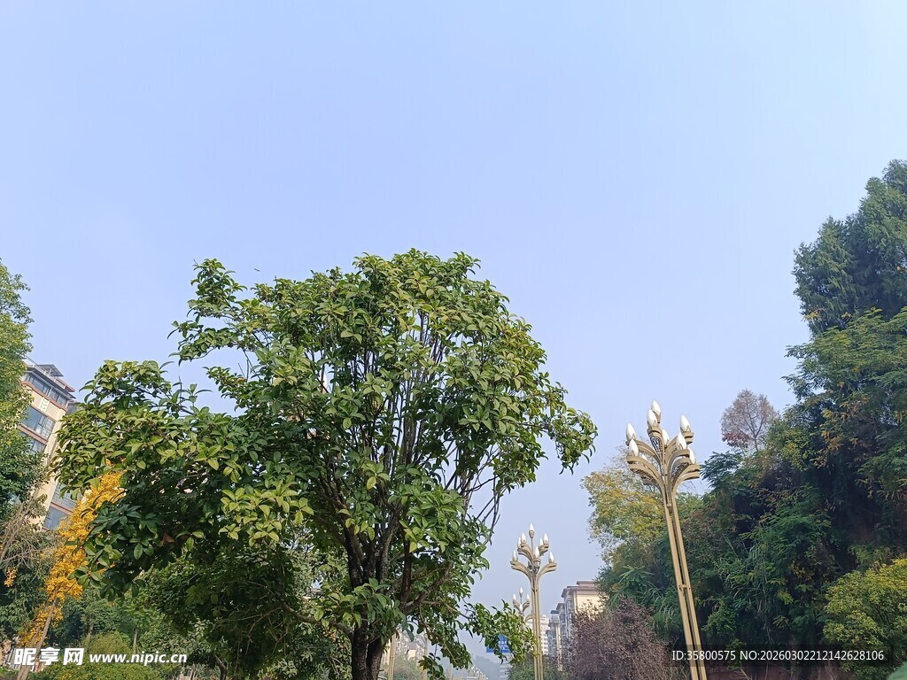 户外葱郁树木景观