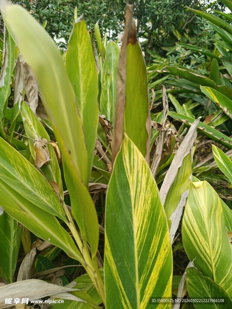 黄绿相间的斑斓叶片植物