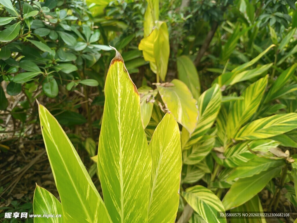 翠绿斑斓的热带植物叶片