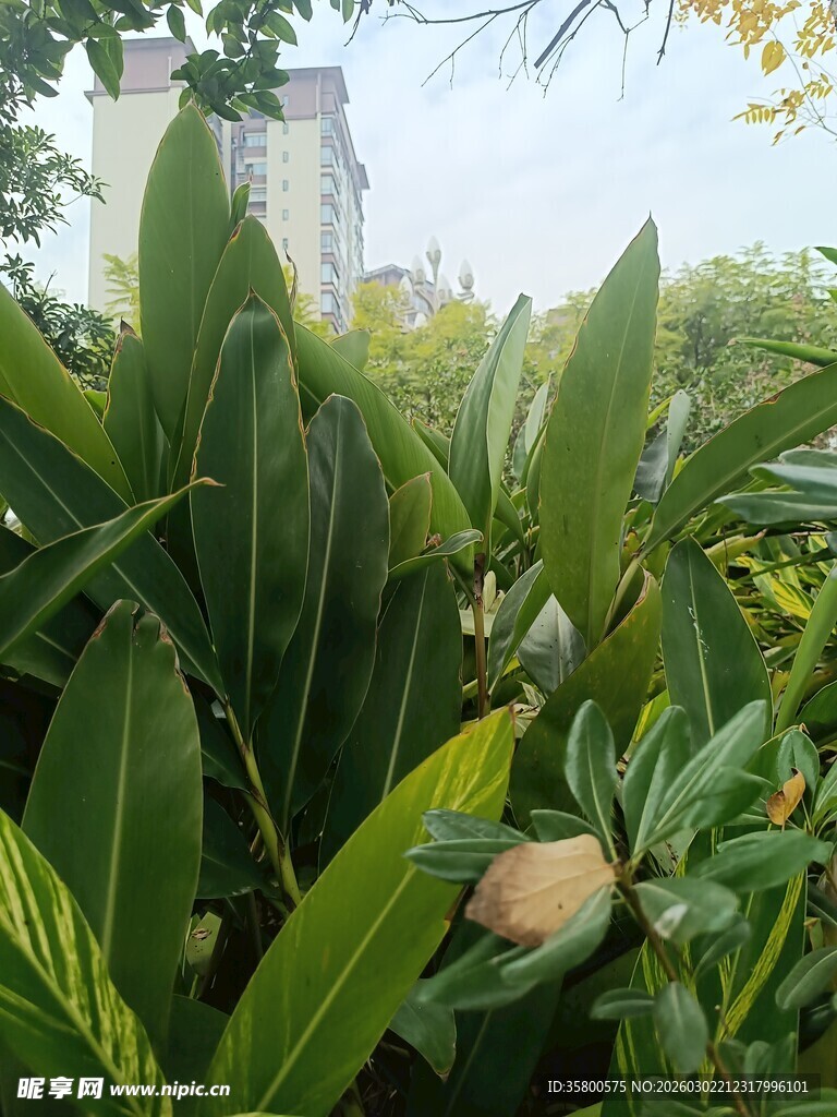 绿叶繁茂的植物景观