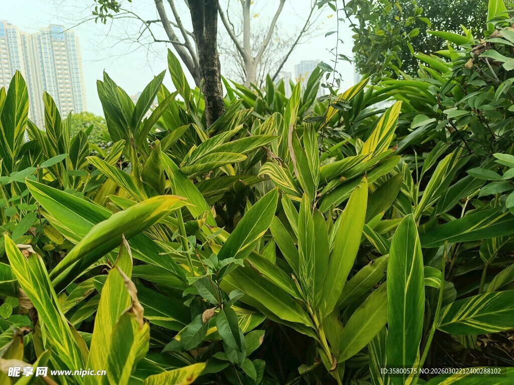 翠绿繁茂的户外植物景观