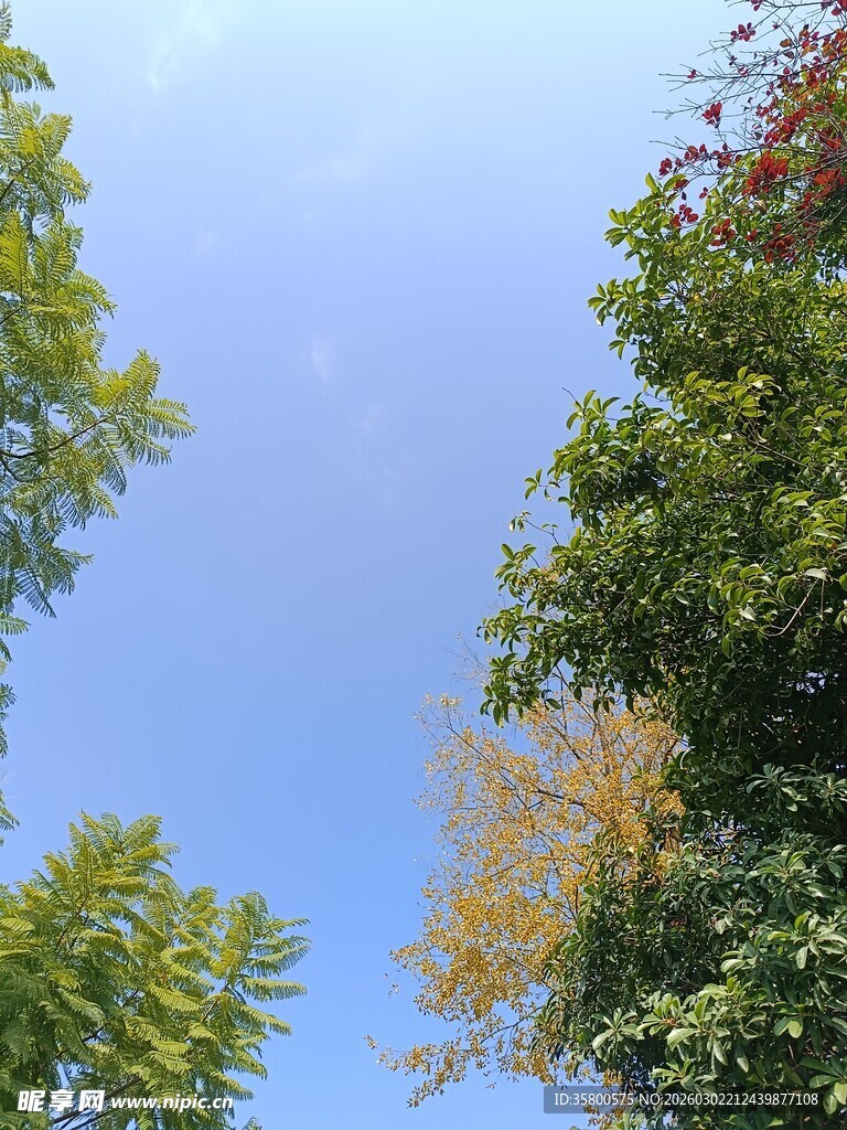 仰视多彩树木与蓝天