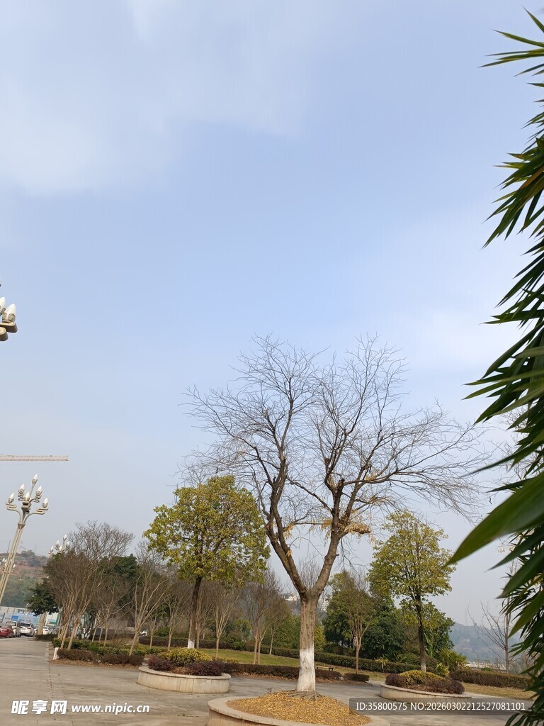 冬日公园的光秃树木景观