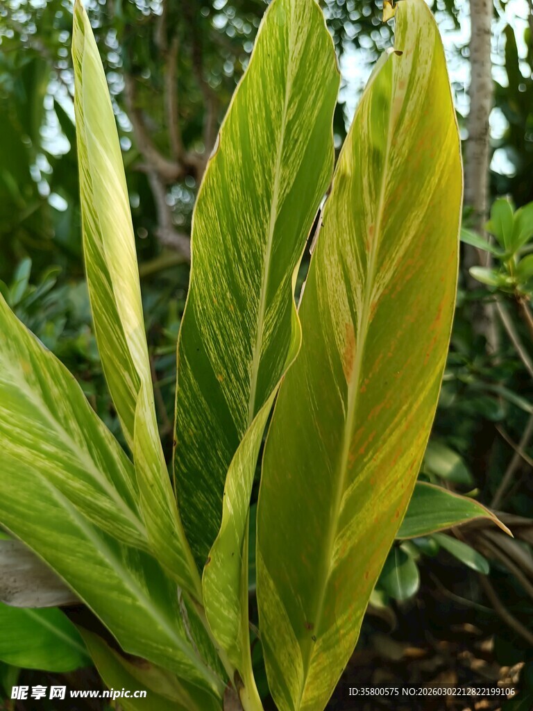 翠绿斑斓的热带植物叶片