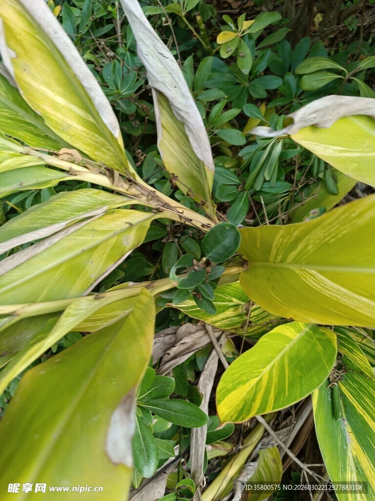 黄绿相间的斑斓叶片