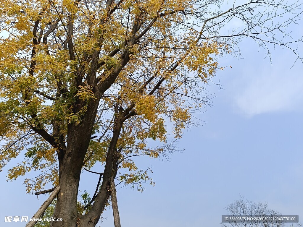 秋日挺拔树木黄叶蓝天