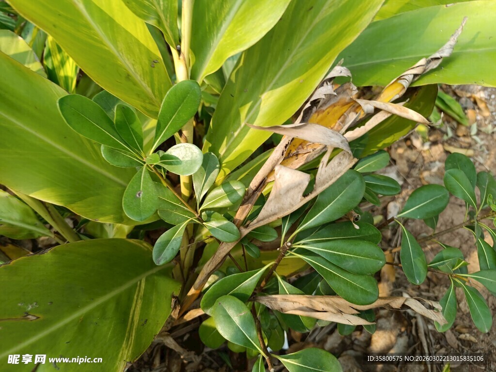 绿叶间的多彩小鸟