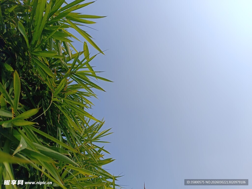 翠绿竹子映蓝天