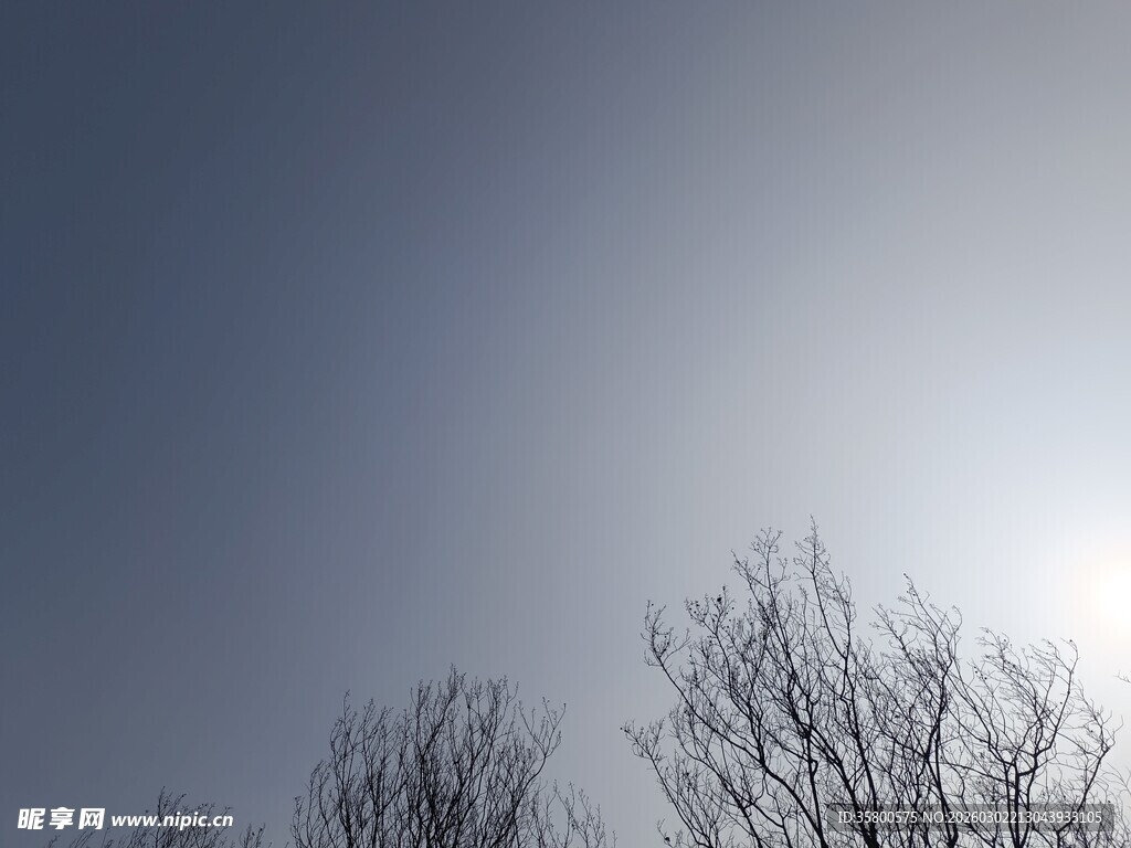 冬日树梢映冷冽天空