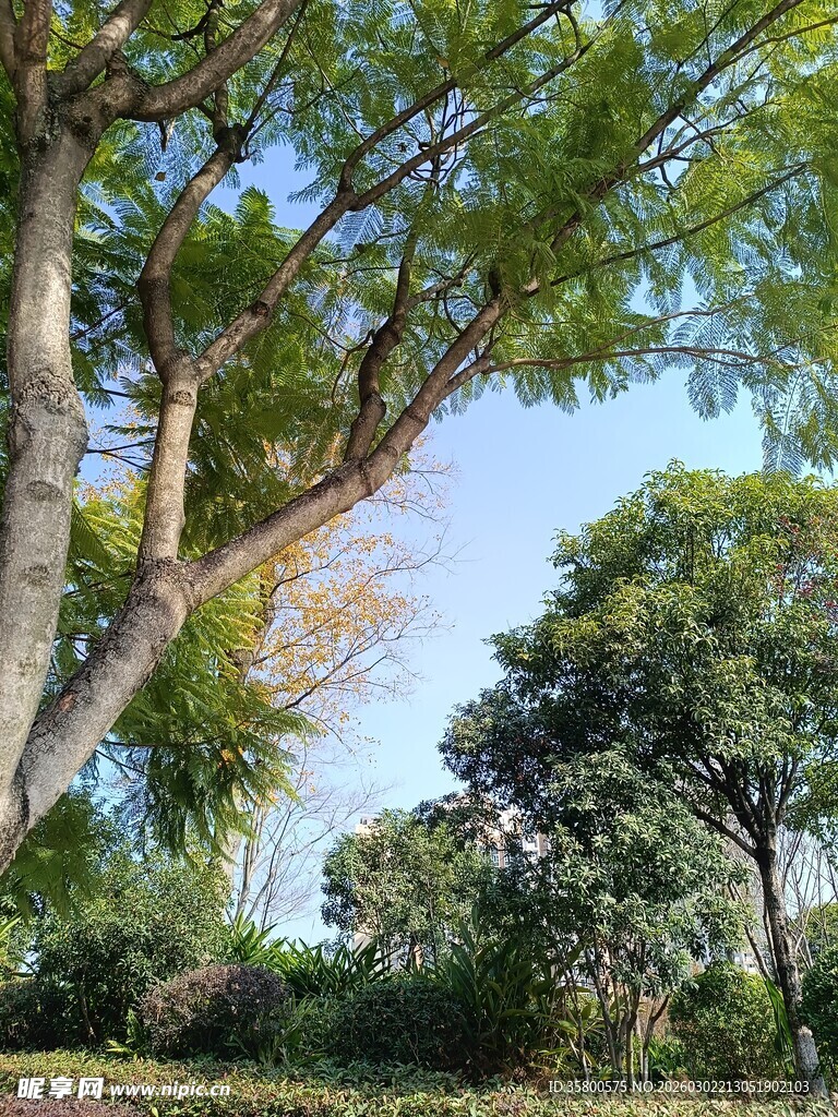 林间绿意盎然的树木景观