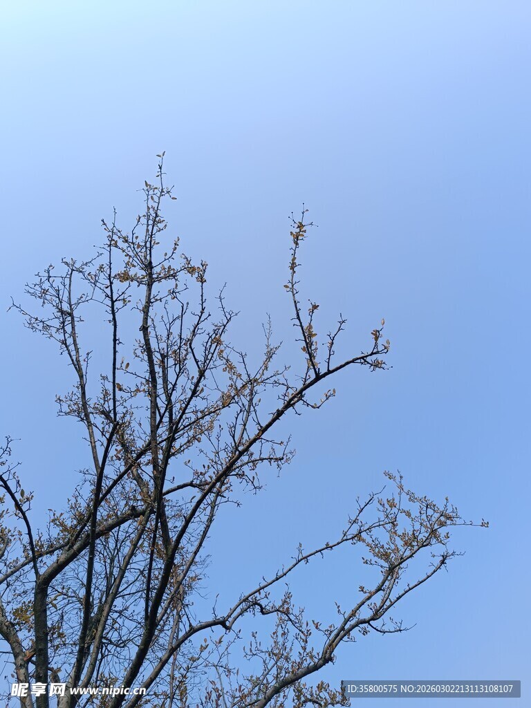 蓝天映衬下的光秃树枝