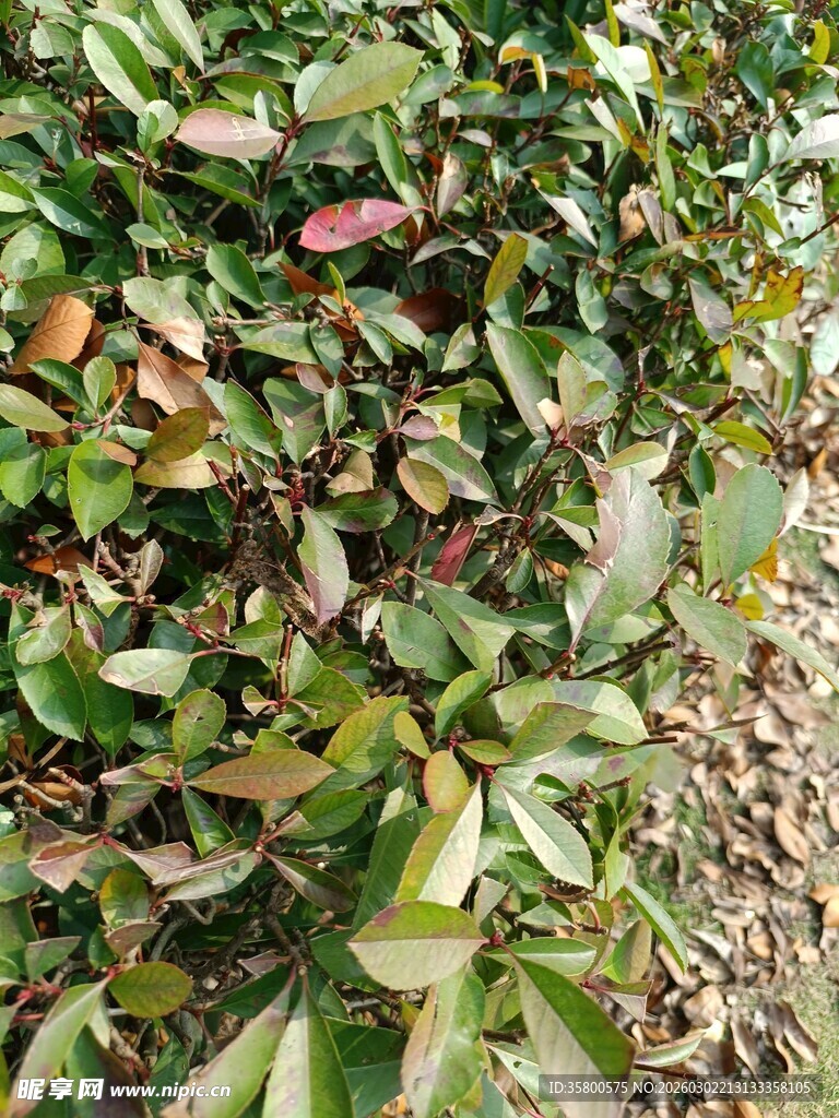 绿叶繁茂的植物景象