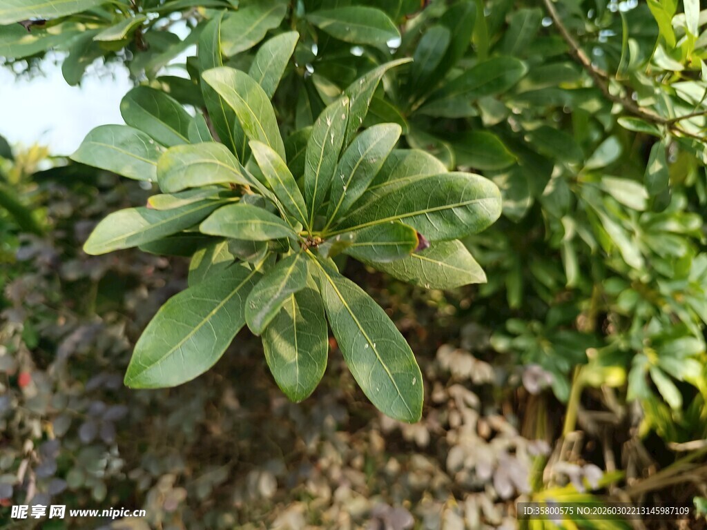 绿叶繁茂的植物特写