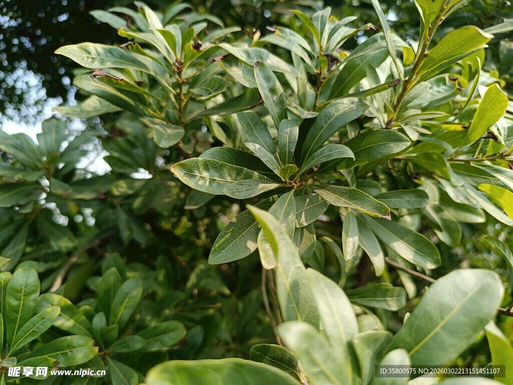 绿叶繁茂的植物景观
