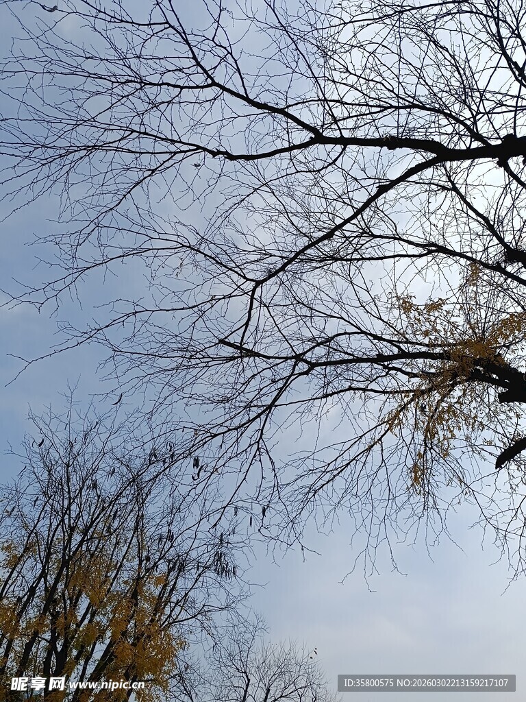 冬日光秃树枝与天空