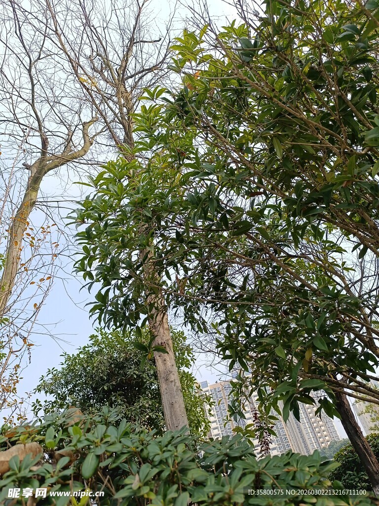 绿树与光秃树木的景致