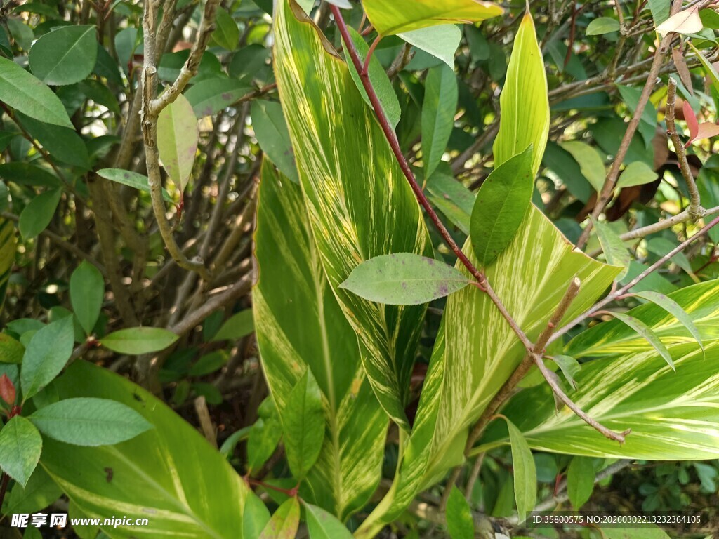 黄绿条纹叶片的植物