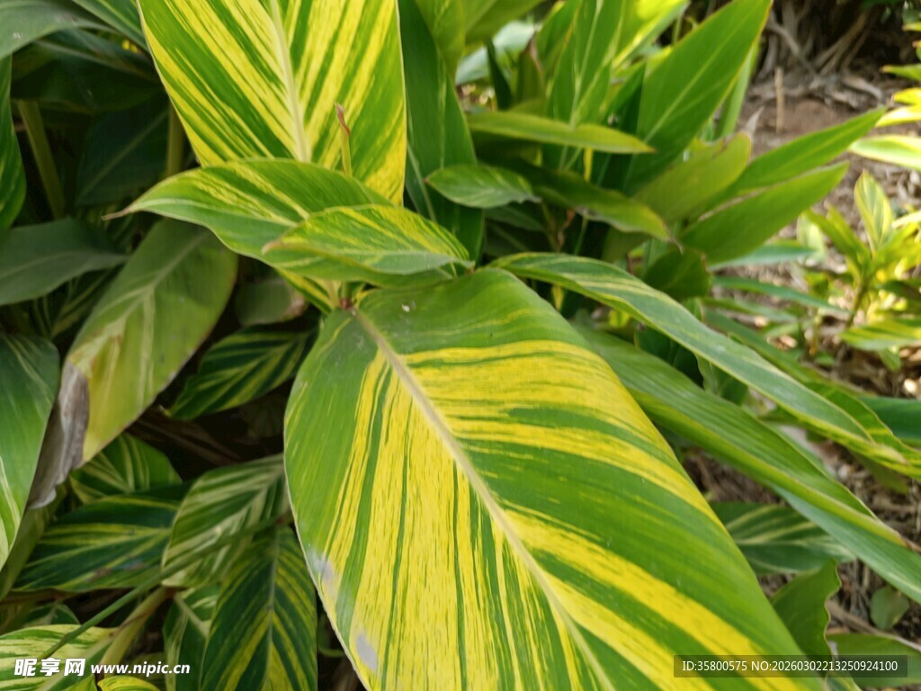 黄绿相间斑斓叶片植物