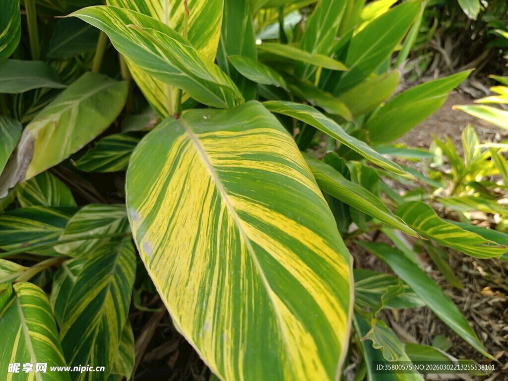 黄绿相间斑纹绿植叶片