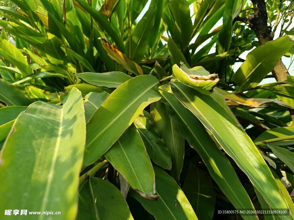 翠绿叶片的植物特写