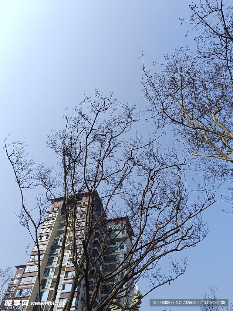 冬日枯树旁的高楼景象