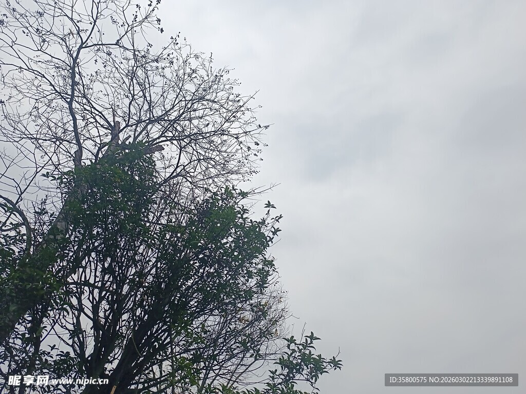 阴天里的树木景象