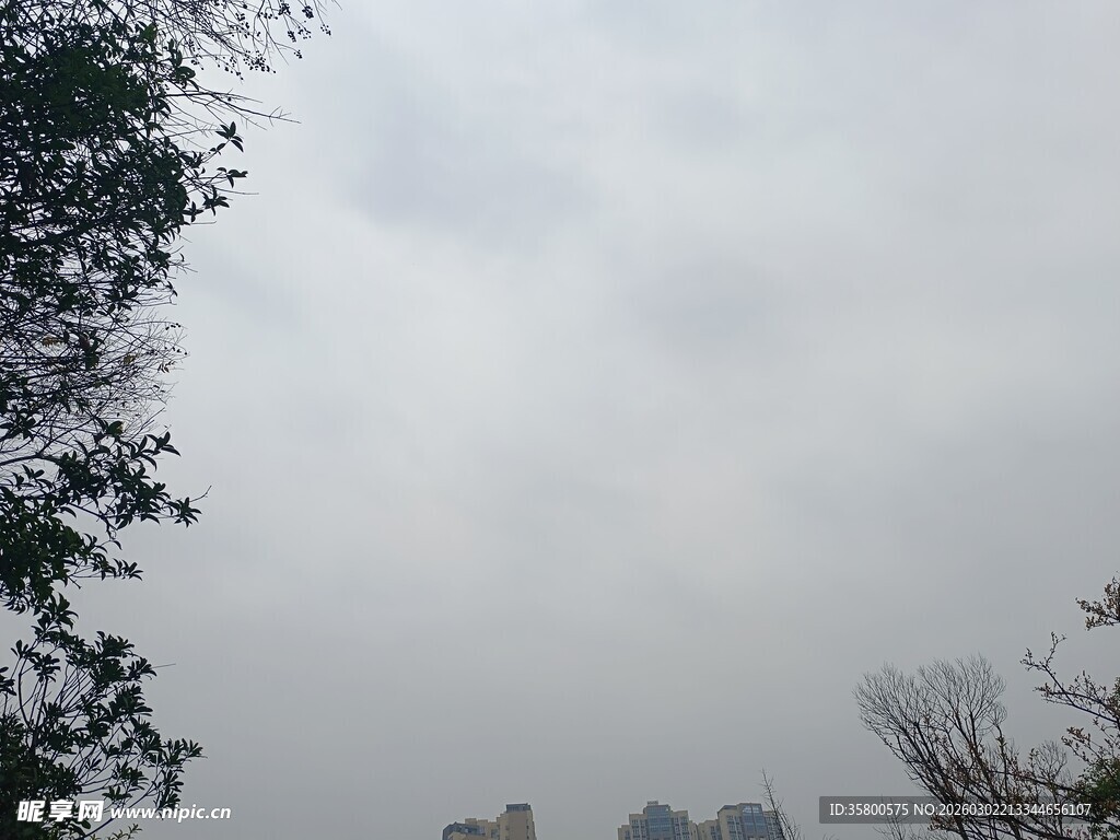 雾霭中的树木与天空