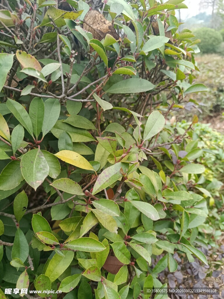 绿叶繁茂的植物景观