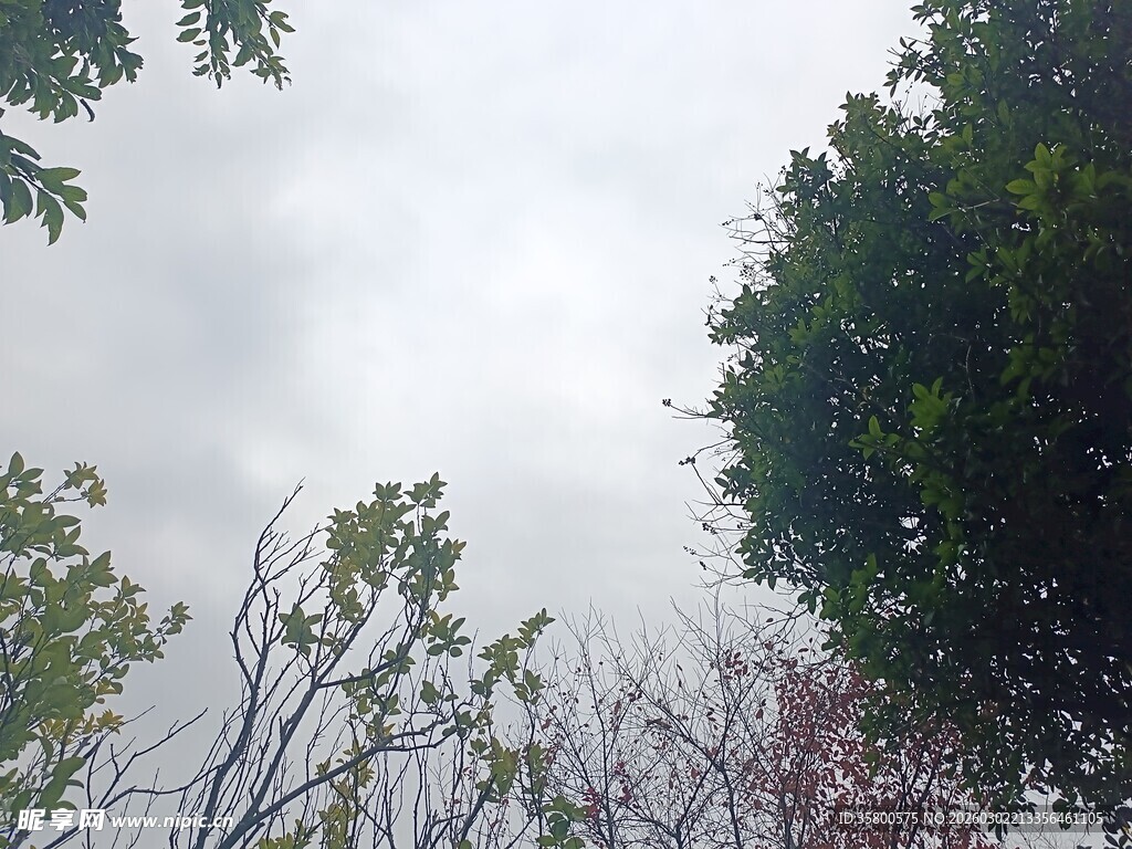 仰视天空下的繁茂树木