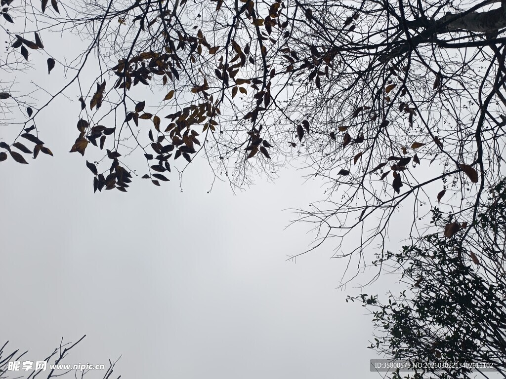 仰视树枝下的灰白天空