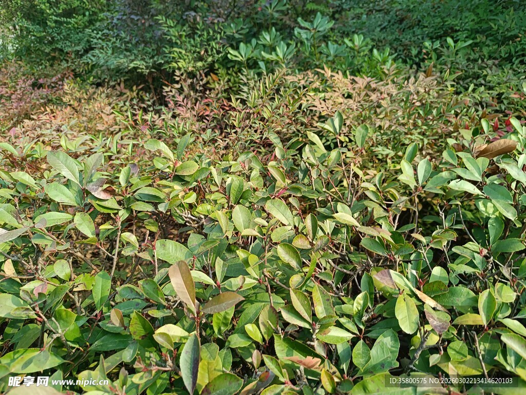 绿叶繁茂的植物景观