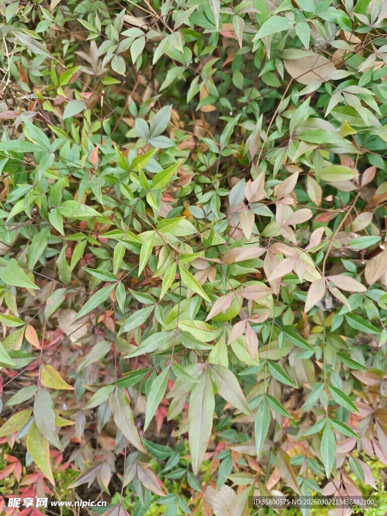 多彩植物叶片特写